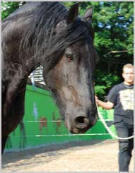 Das Pferd reagiert unmittelbar auf verändertes Verhalten…