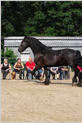Die Rückmeldungen der Pferde auf unsere Körpersprache  sind unmittelbar, klar, konsequent und wertfrei